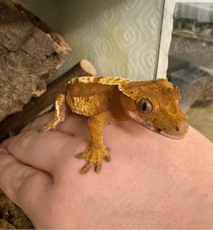 Kronengecko 0.1 (Correlophus ciliatus)