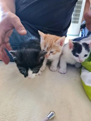 katzenbabys suchen ein neues Zuhause 