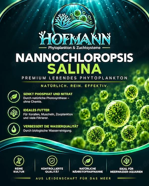 Nannochloropsis salina   1 Liter frisches, hochdichtes Phytoplankton Bild 3