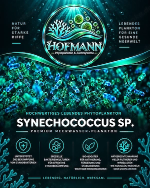 Synechococcus sp.   1 Liter frisches, hochdichtes Phytoplankton Bild 3