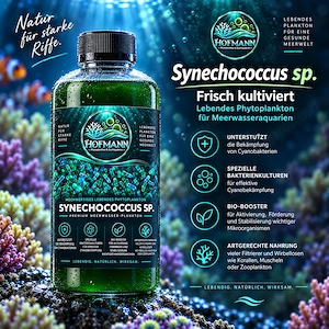 Synechococcus sp.   1 Liter frisches, hochdichtes Phytoplankton