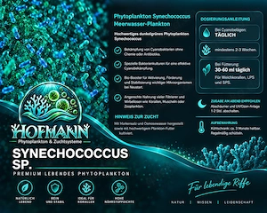 Synechococcus sp.   1 Liter frisches, hochdichtes Phytoplankton Bild 2