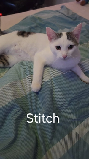 Stitch&Pascha suchen ihre Dosenöffner 