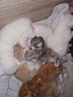 8 Maine Coon Kitten suchen ab Ende November ein Zuhause 
