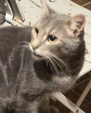 Kater, Bengalmix