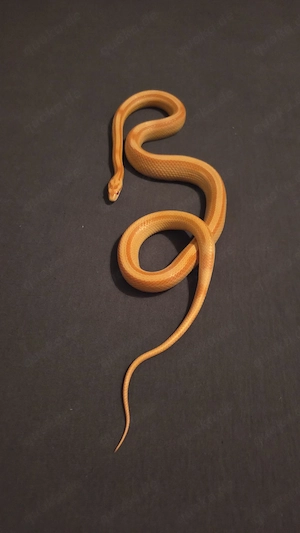 Kornnatter (Pantherophis guttatus)