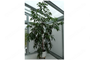 Birkenfeige, Ficus binnendijkii Amstel King, 260cm, dekorativ