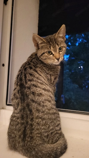 weibliche baby Katze