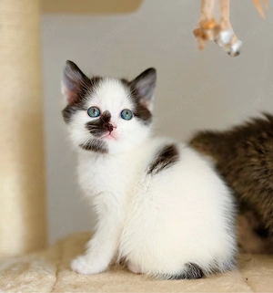 bkh kitten schmusetiger suchen ab sofort ihr für immer zu hause   