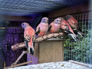 Bourkesittiche