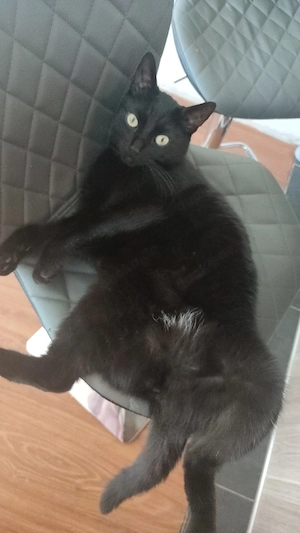 Liebevoller kater Johnny braucht dringend ein neues Zuhause 