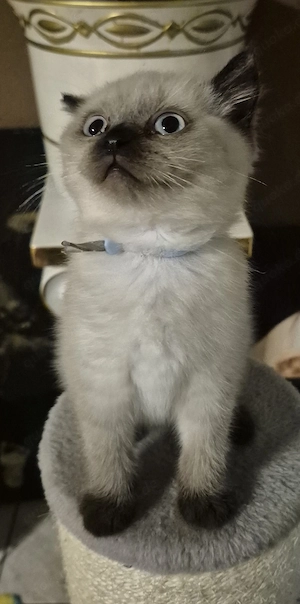 BKH Seal Point Kitte 