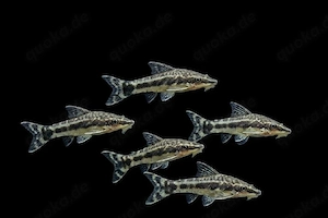 Ohrgitterharnischwels Otocinclus spec.