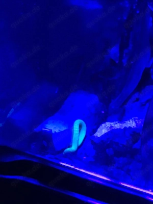 Benoitolus sp. "Khao Sok" , fluoreszierende Tausendfüsser