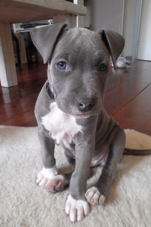 Wunderschöne American Pitbull Terrier Welpen