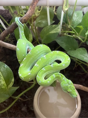0.1 Morelia viridis   Grüner Baumpython Aru High White Bild 2