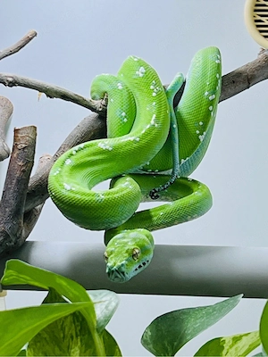 0.1 Morelia viridis   Grüner Baumpython Aru High White