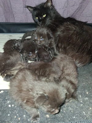 Maine Coon Xxl Kitten Black Bild 2