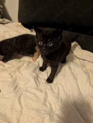 Katzenbabys in gute Hände abzugeben 