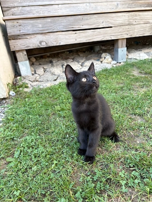 katzen baby 