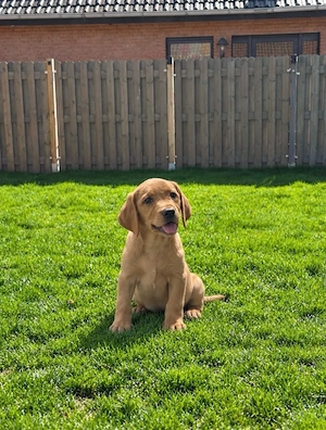 Labrador Foxred Rüde mit ahnentafel