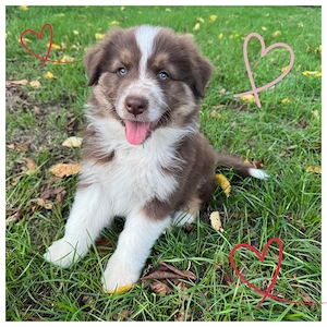 Abgabebereit - Australian Shepherd   Aussie Hündin (Red Tri) sucht liebevolles Zuhause!