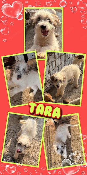 zuckersüßes kleines Welpenmädchen "Tara" sucht ein liebevolles Zuhause
