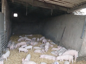 Ferkel Dl  Pi  Schwein Sau 