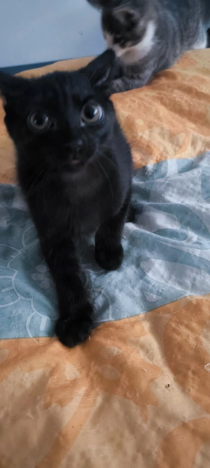 Zwei kleine Kitten suchen ein neues zu Hause 