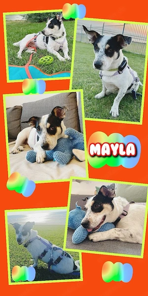 menschenbezogene, liebe, wunderschöne Hündin "Mayla" sucht ein Zuhause