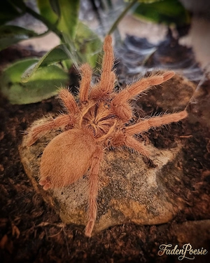 0.2 Neoholothele incei normal und gold