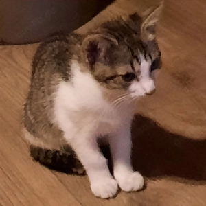 Katzenkitten suchen ein zu Hause