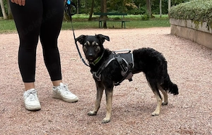 Ayla - sensibles Seelchen sucht hundeerfahrene Menschen