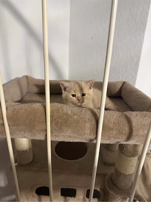 süse bkh kitten