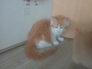 Main Coon Kitten 
