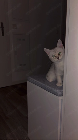 Liebevolle, verschmuste Katze sucht dringend ein neues Zuhause
