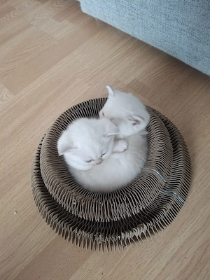 Süsse BKH Kitten zu verkaufen 