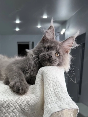 Wunderschöner grauer Maine-Coon-Kater   14 Wochen alt   