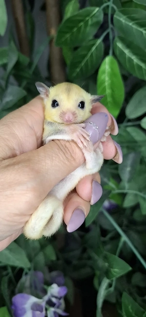 TPM sugar glider weiblich
