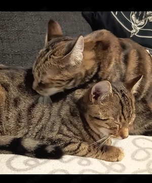 Verspielte Jungkatzen suchen zuhause
