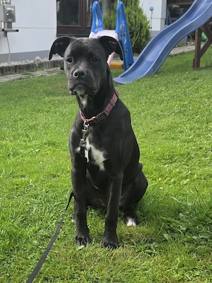 Boxer x Staffordshire Bullterrier Hündin 