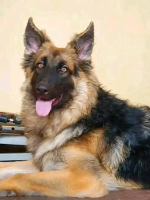Deutscher Schäferhund