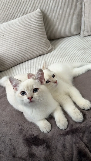 BKH Kitten zusammen! 