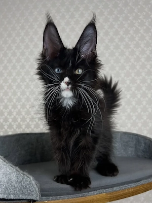    Wunderschöne Maine-Coon-Katze   13 Wochen alt   