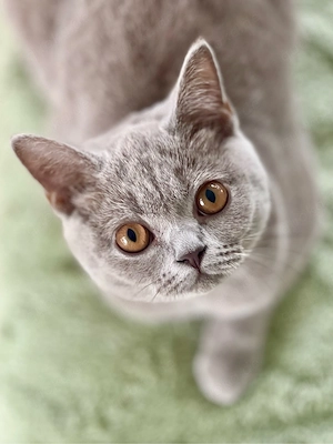 Lilac BKH Britisch Kurzhaar Kitten Mädchen Kätzchen