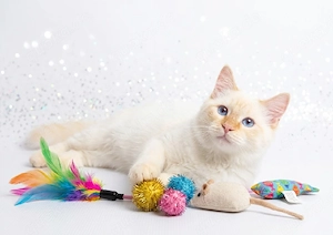 Heilige Birma Kater Lukas 20 Wochen sucht dich sofort abholbereit 