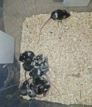 Farbmäuse Futtermäuse 