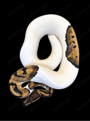 0.1 Pied     