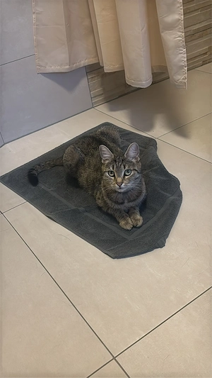 Für unsere Nala suchen wir ein liebevolles neues Zuhause 
