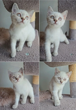 Reinrassige BKH Katze 15  Wochen alt 